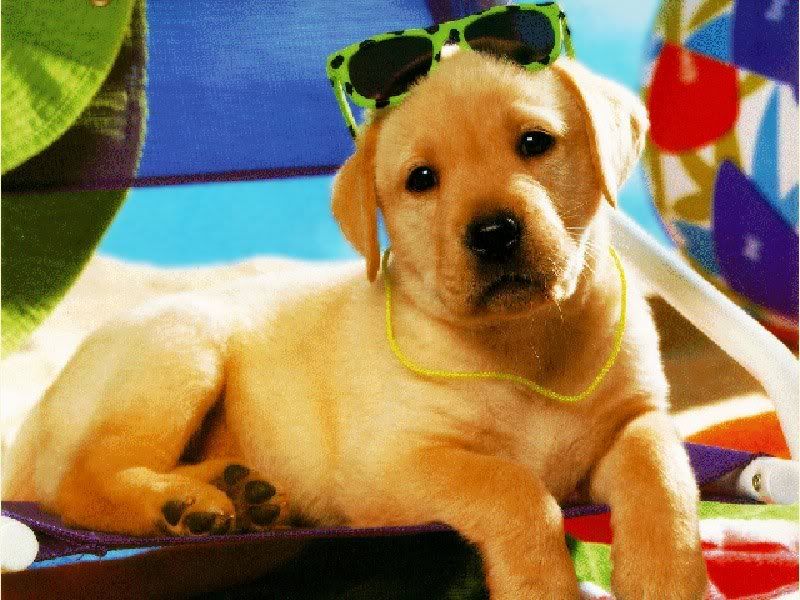 dog7.jpg