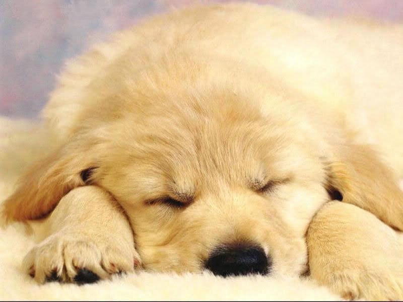 dog_1.jpg