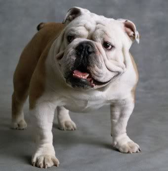 kucuk1113493537bulldog_17.jpg