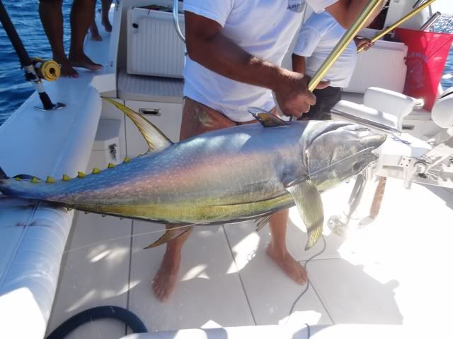 [Image: puertovallartafishingreportpvSportfishing-2012.jpg]