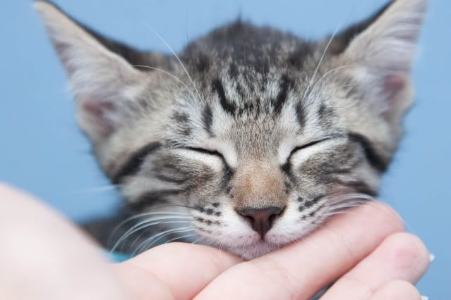 IMAGE: http://i160.photobucket.com/albums/t169/badprettykitty06/Kittens/Dec%20Kittens/IMG_1963.jpg