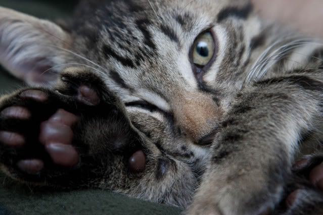 IMAGE: http://i160.photobucket.com/albums/t169/badprettykitty06/Kittens/Dec%20Kittens/IMG_2130.jpg