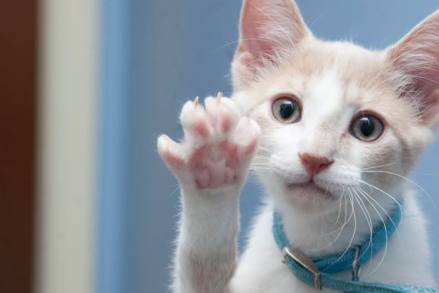 IMAGE: http://i160.photobucket.com/albums/t169/badprettykitty06/Kittens/Dec%20Kittens/IMG_2154.jpg