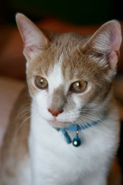 IMAGE: http://i160.photobucket.com/albums/t169/badprettykitty06/Kittens/IMG_0876.jpg