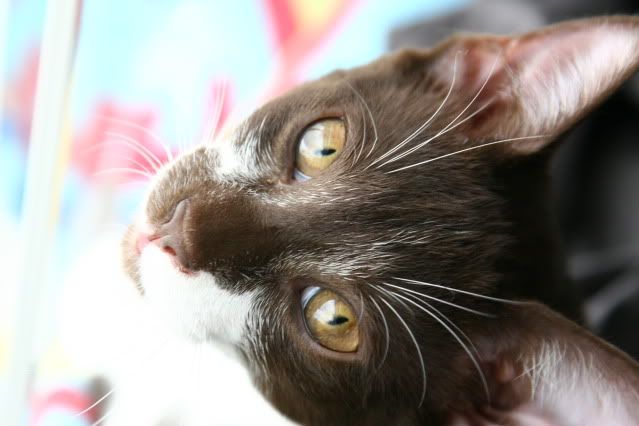 IMAGE: http://i160.photobucket.com/albums/t169/badprettykitty06/Kittens/IMG_0884.jpg