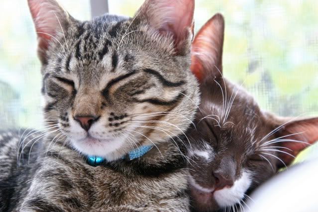 IMAGE: http://i160.photobucket.com/albums/t169/badprettykitty06/Kittens/IMG_0927.jpg