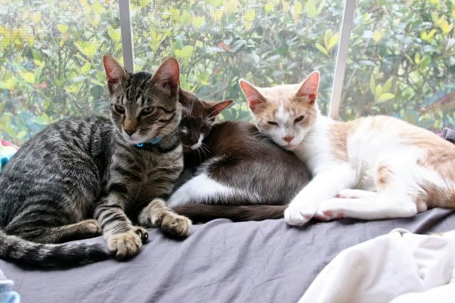 IMAGE: http://i160.photobucket.com/albums/t169/badprettykitty06/Kittens/IMG_0931.jpg