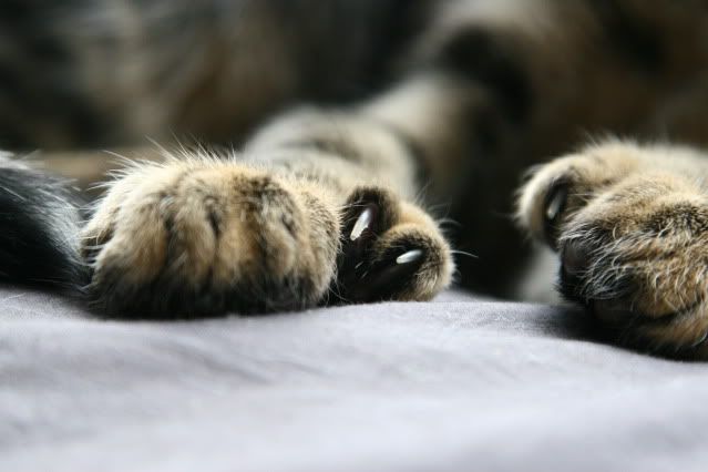 IMAGE: http://i160.photobucket.com/albums/t169/badprettykitty06/Kittens/IMG_0939.jpg