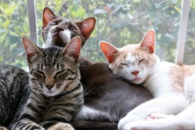 IMAGE: http://i160.photobucket.com/albums/t169/badprettykitty06/Kittens/IMG_0947.jpg