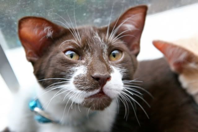 IMAGE: http://i160.photobucket.com/albums/t169/badprettykitty06/Kittens/IMG_0949.jpg