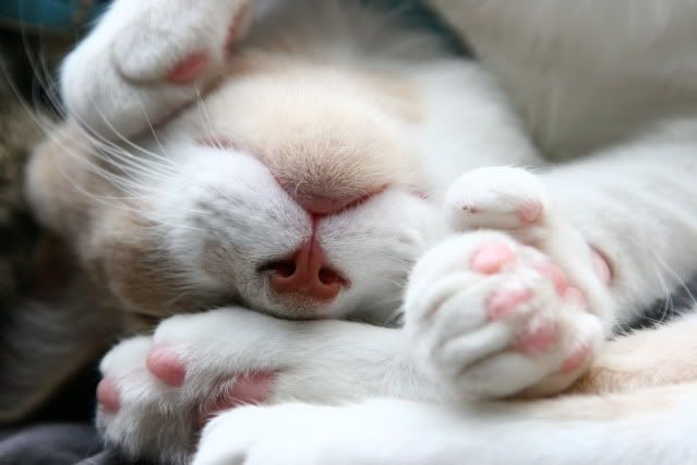 IMAGE: http://i160.photobucket.com/albums/t169/badprettykitty06/Kittens/IMG_0955.jpg