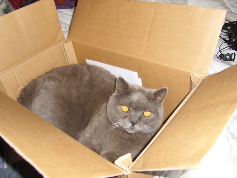 boxcat.jpg