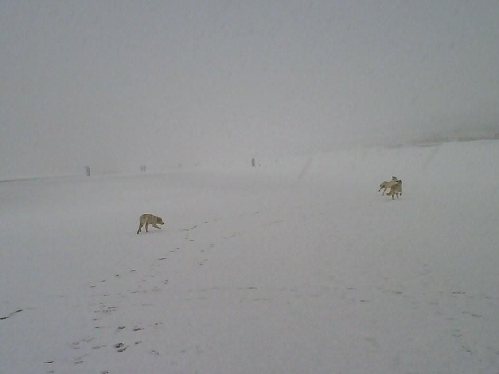 snow at the beach 2 Pictures, Images and Photos
