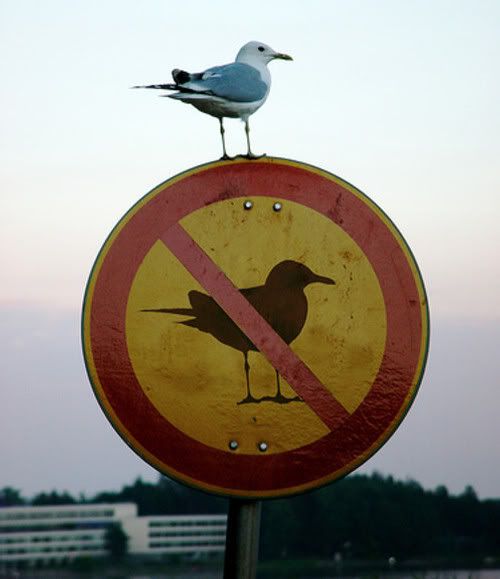 Mind-Blowing Photos - Seagull on a sign