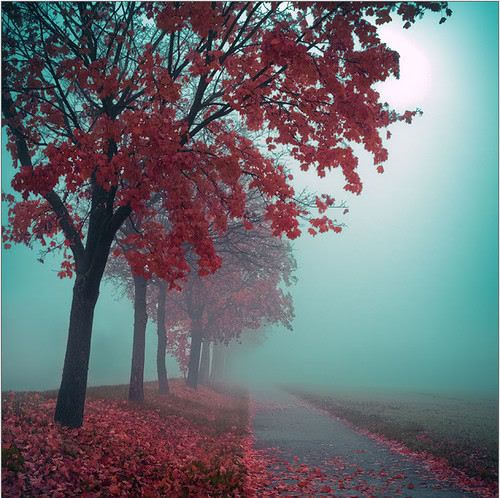 Mind-Blowing Photos - Autumn in red