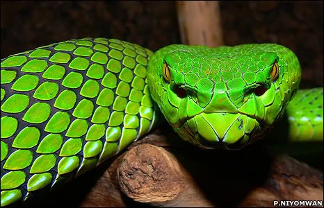 _45293736_snake466niyomwan_cr.jpg