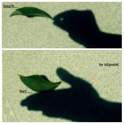 leaf-1.jpg picture by taurus7587