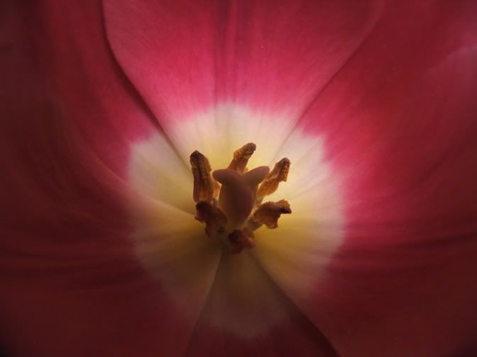 IMAGE: http://i160.photobucket.com/albums/t173/DigiPixVC/closeup.jpg