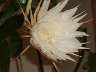 queen of night catcus flower