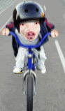 pig riding bike animated gif