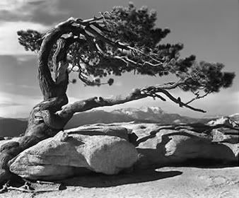 Ansel Adams