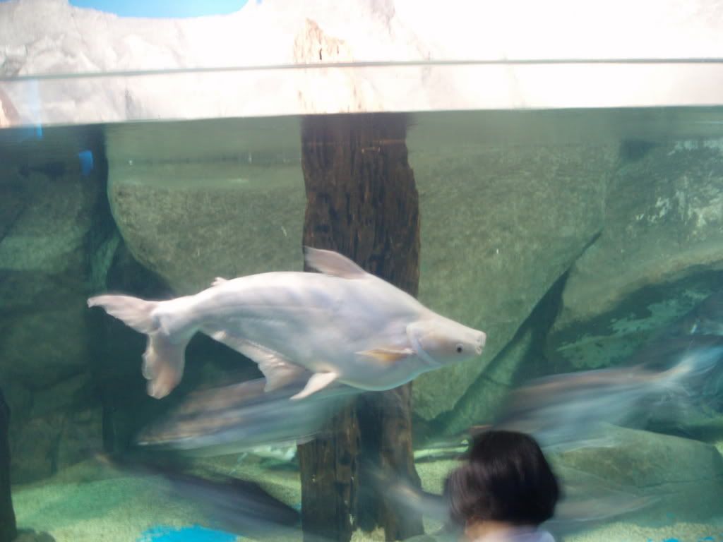 Photo Sharing and Video Hosting at Photobucket