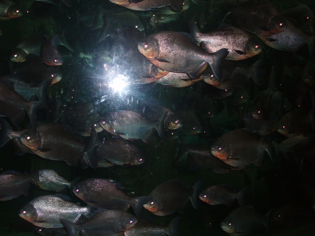 Photo Sharing and Video Hosting at Photobucket