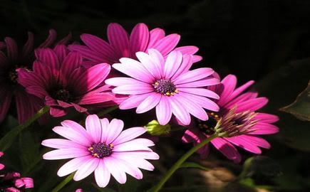 Pink Daisies Pictures, Images and Photos