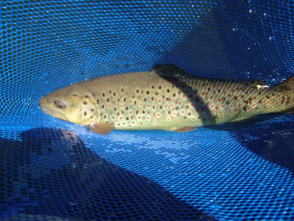 [Image: DSCF8948.jpg]