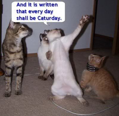 It's Caturday!