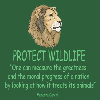 How to save the wild animals