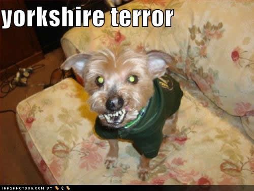 funny-dog-pictures-yorkshire-terror.jpg