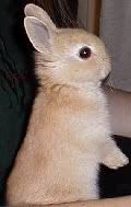 baby? dwarf rabbit Pictures, Images and Photos