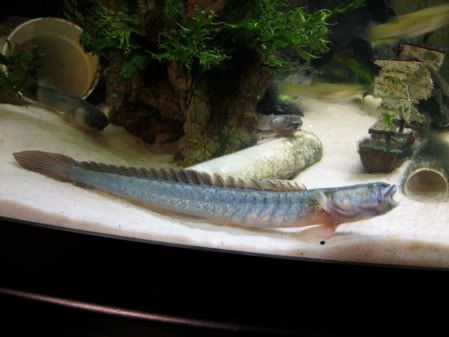 Violet Gobies