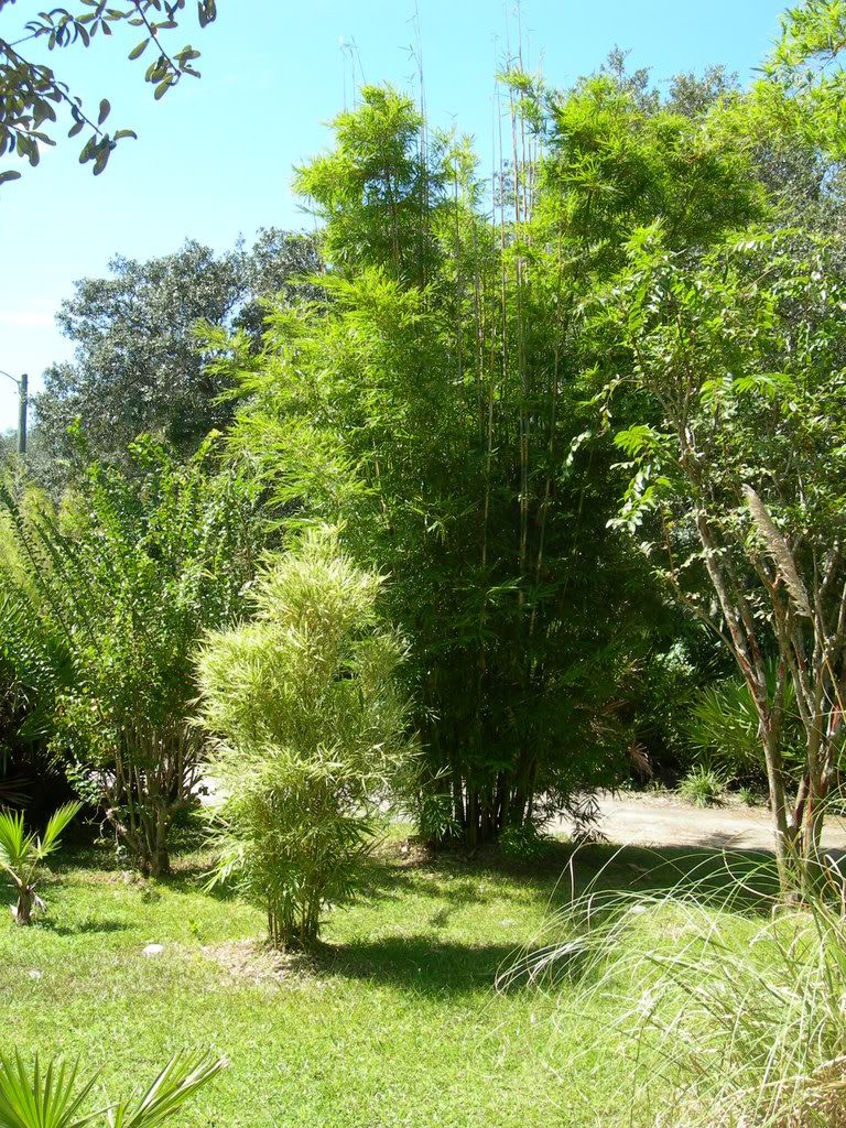Bambusa Glaucophylla