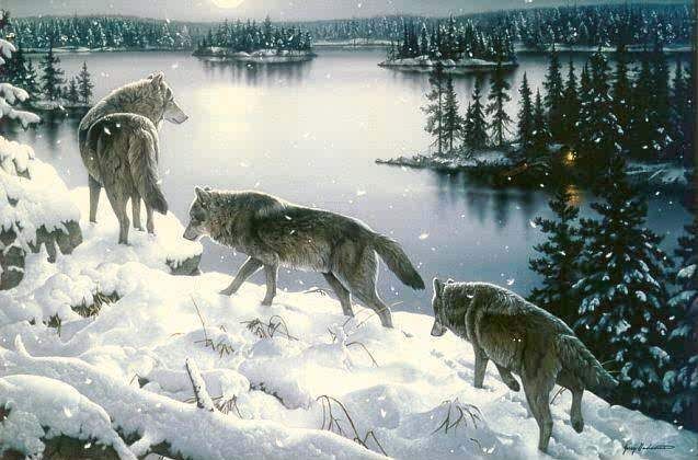 Traveling Wolves Pictures, Images and Photos