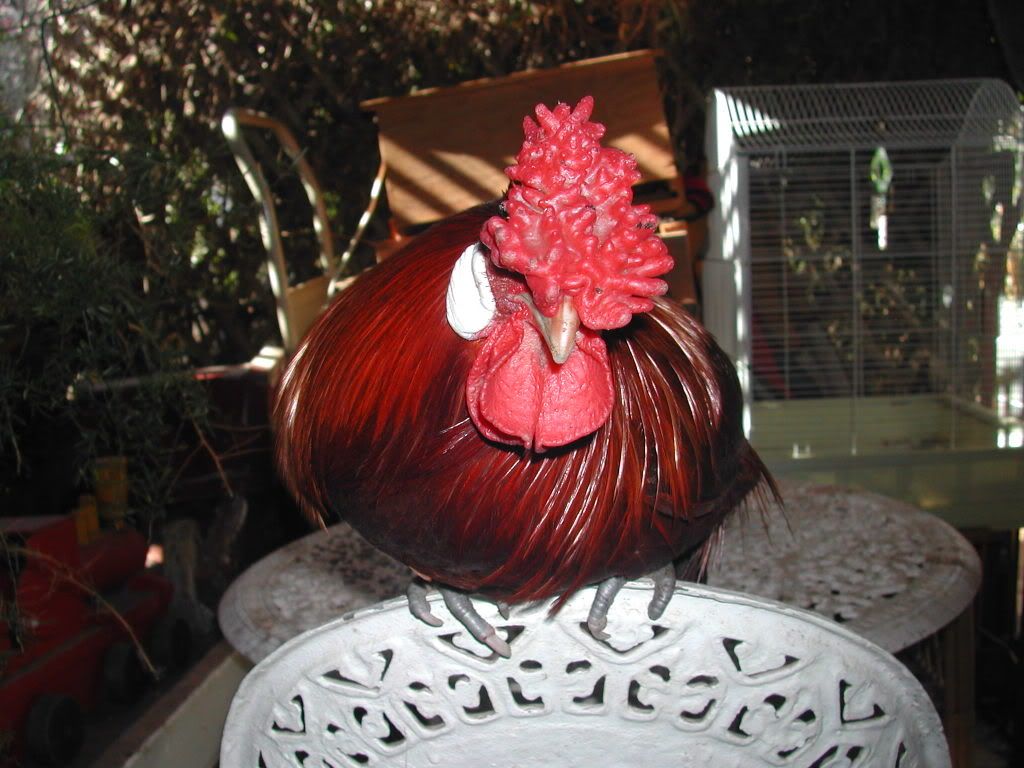 Backyard Poultry Forum • View topic - Advice Needed On ...
