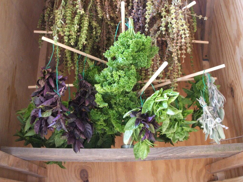 Fresh Herbs Drying Pictures, Images and Photos