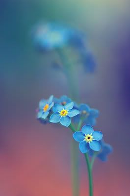 forget me not flower photo: forget me not forgetmenot.jpg