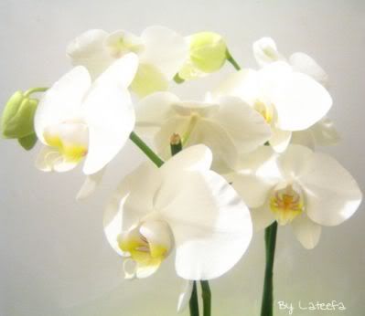 orchidee Pictures, Images and Photos
