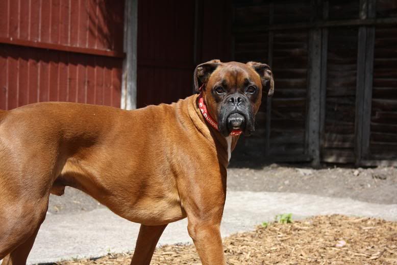 Boxer Dog Needs To Lose Weight