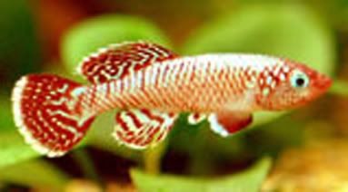 Details about KILLIFISH KILLI EGG TROPICAL FISH NOTHOBRANCHIUS EGGERSI 