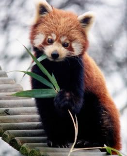 red-panda.jpg