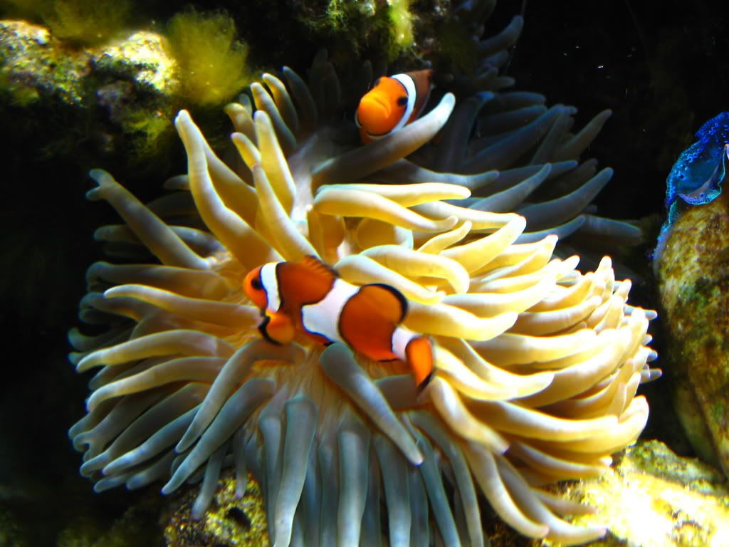 IMG 0077 - anemone question