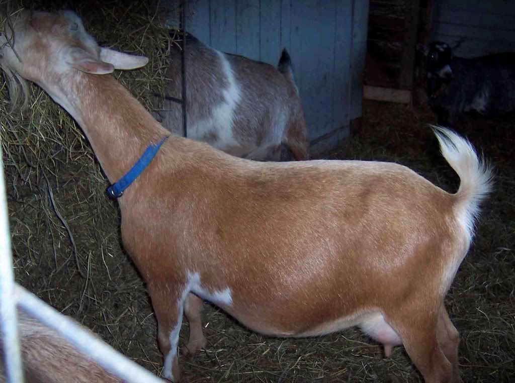 Another Critique - Goats