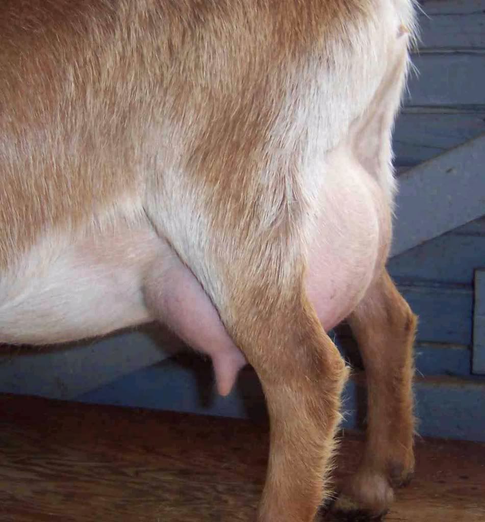 Another Critique - Goats