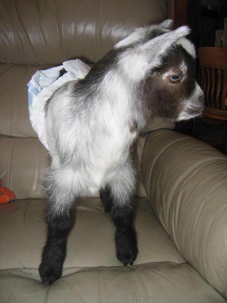 cute pics - Goats