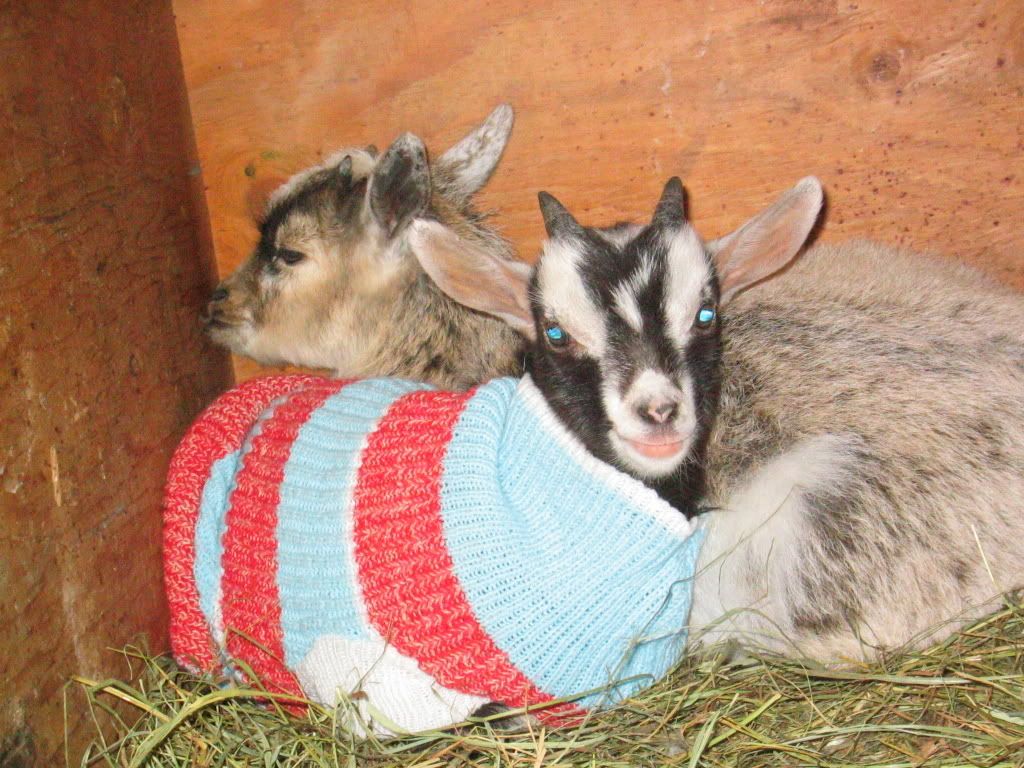 cute pics - Goats