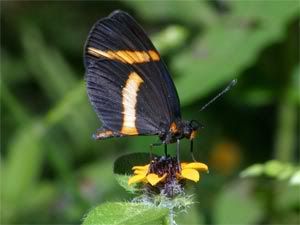 Butterfly_Mexico-1.jpg