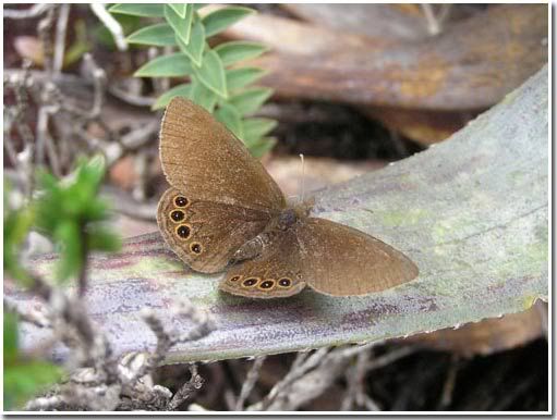 andes-butterfly.jpg